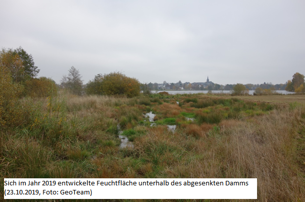 Feuchtfläche unterhalb des abgesenkten Damms (23.10.2019; Foto: GeoTeam)