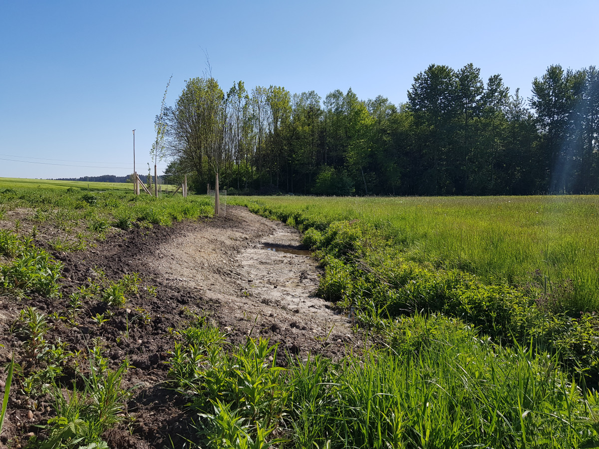 Uferaufweitung am Mooshamer Graben