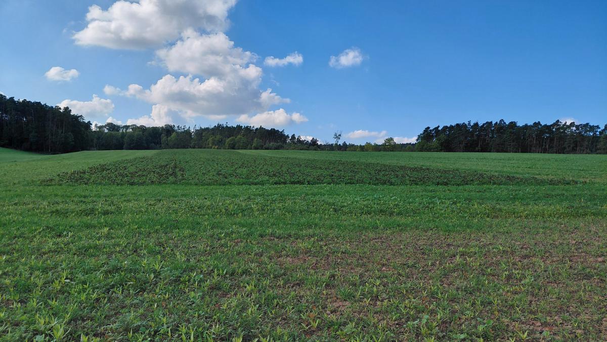 Zwischenfrucht-Feldtag am 09.10.2025 in Neuhof a. d. Zenn