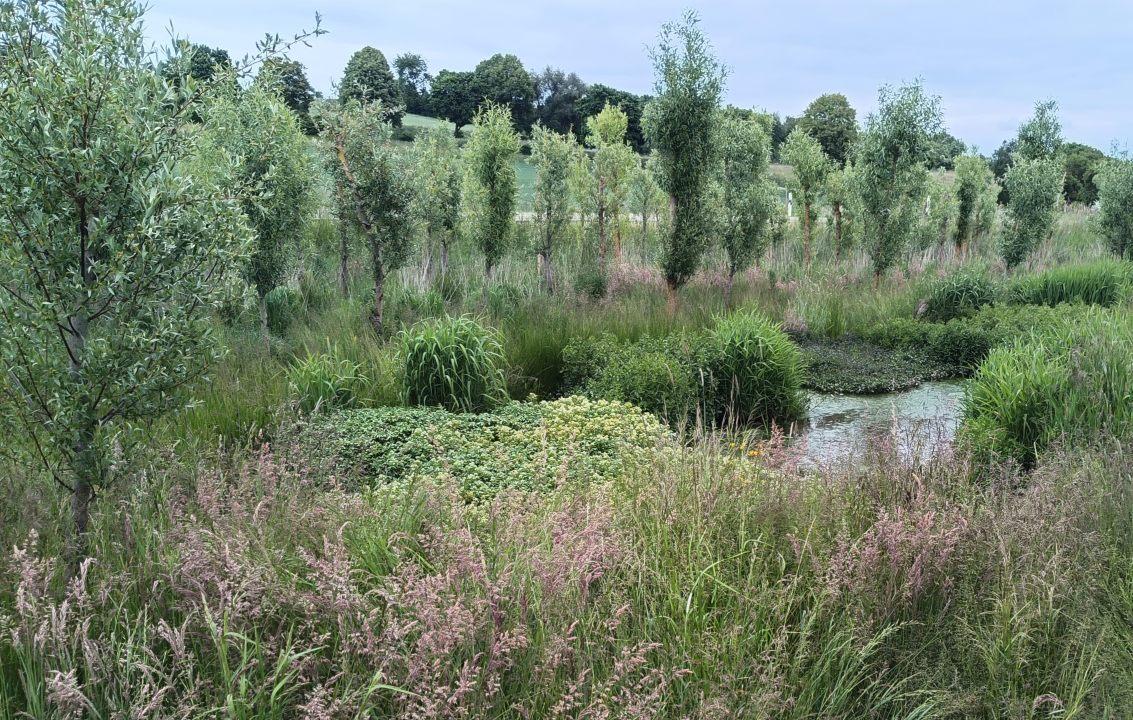 jungbaumartig beastete Setzstangen, Feuchtstauden