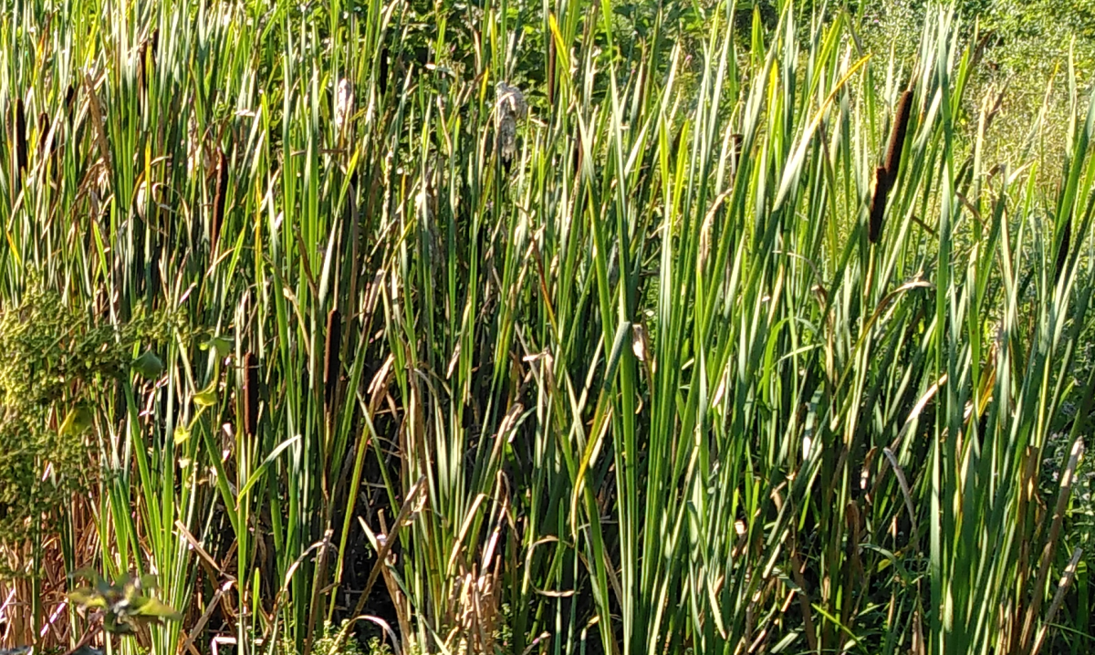 Nahaufnahme in einen (wilden) Rohrkolbenbestand