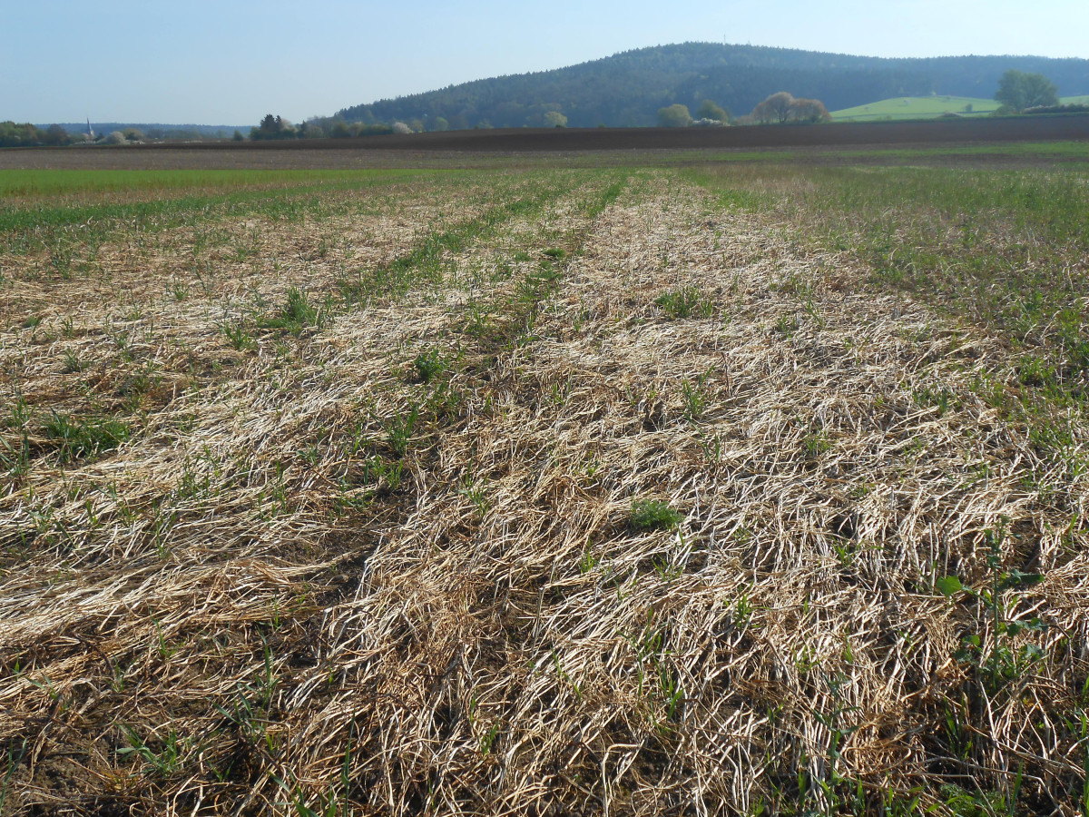 Zu sehen ist ein Feld mit abgefrorenen Zwischenfrüchten