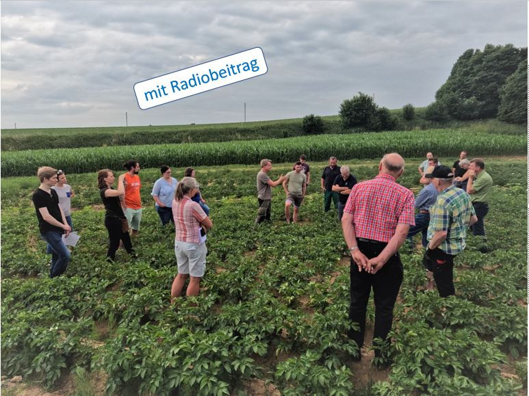 Exkursionsteilnehmer:innen im Kartoffelfeld mit Zwischenbegrünung