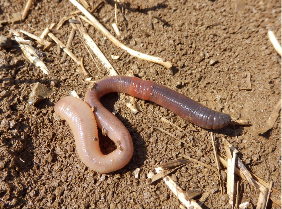 Prachtexemplar eines Regenwurms in Nahaufnahme - hier sauber an der Bodenoberfläche