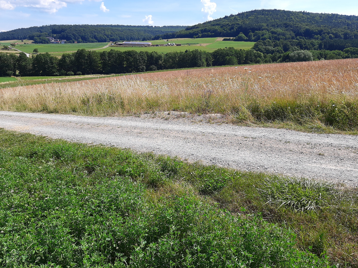 Östliches Teilgebiet des b:s-Projektes Kleine Kahl (sowohl Oberflächenabfluss als auch Bodenerosion erfolgen primär in Richtung Talgrund der Kleinen Kahl)