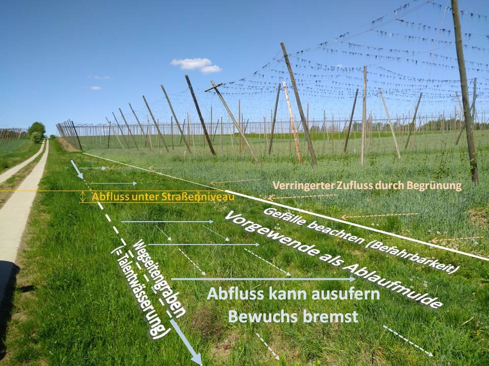 Nahaufnahme Zwischenbegrünung im Kartoffelbau