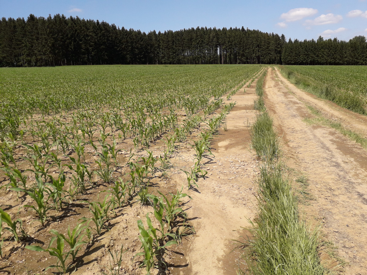 Maisfeld mit abgespülten Oberboden nach einem Starkregen