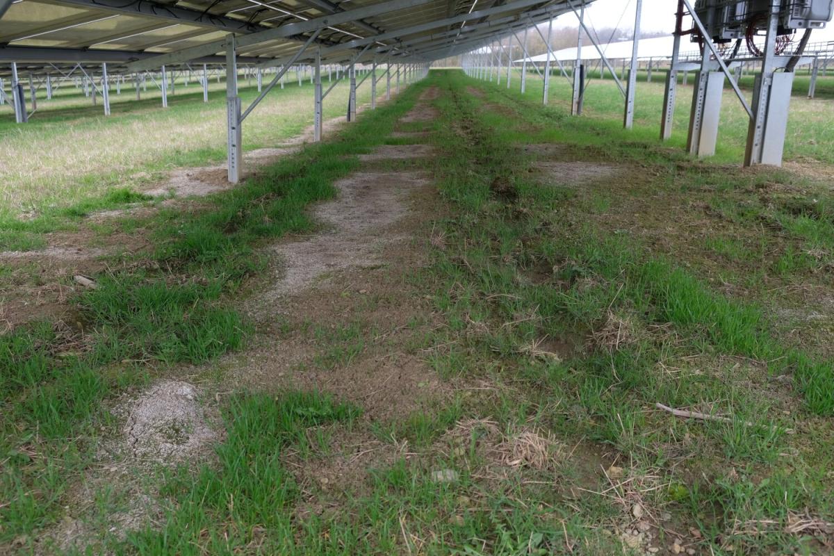 Boden unter Solarpanelen. Zum Teil ohne Vegetation, mit grauen Salzausblühungen.