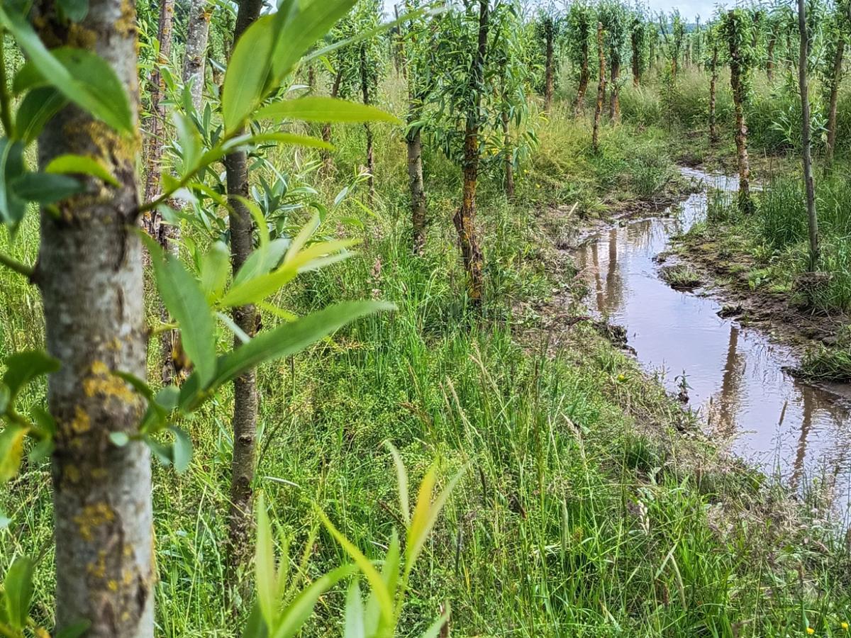 leicht ausgespülte Ufer sind im Sinne der Gewässerdynamik