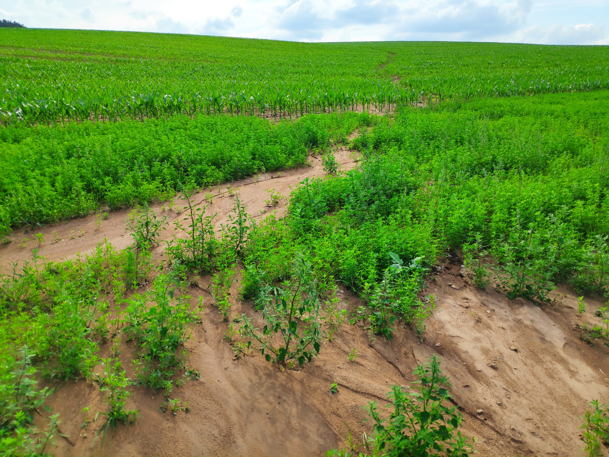 Wasser wird durch den Erosionsschutzstreifen abgebremst, mitgeführte Sedimente lagern sich ab.