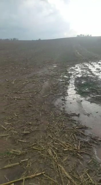 Foto: rechts sieht man ein Feld, auf dem sehr viel Wasser oberflächig abläuft. Links sieht man das Feld des Nachbarbetriebes, auf dem das Wasser vollständig versickert ist