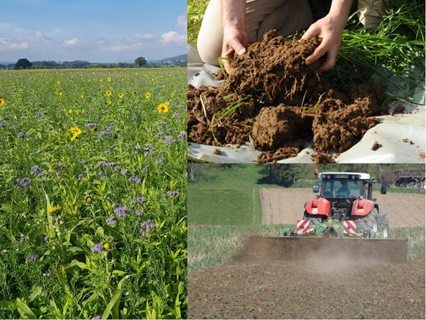 Collage: links blühende Zwischenfrucht, rechts oben: durchwurzelter Boden, rechts unten: Trecker, Zwischenfrucht wird gefräst.