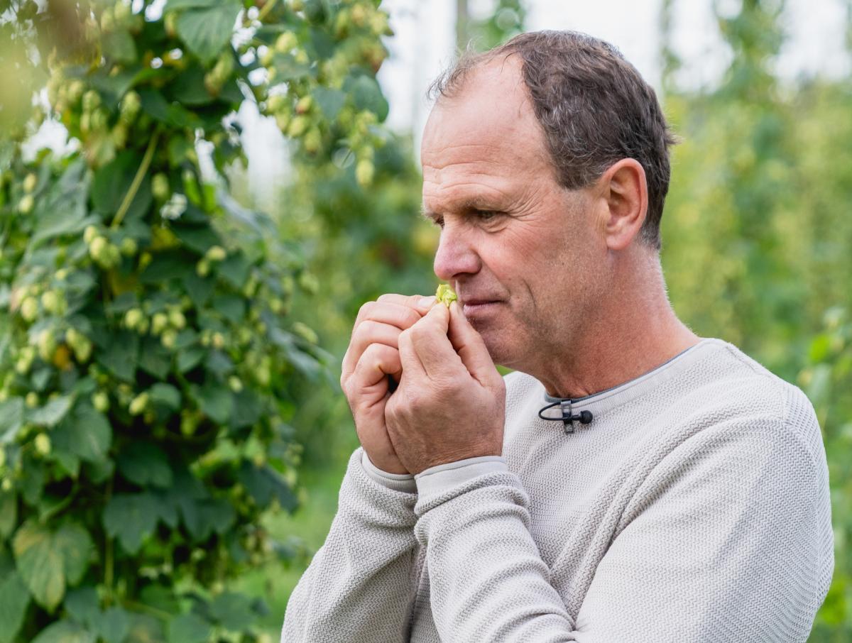 Leonhard Berger riecht an einer Hopfendolde