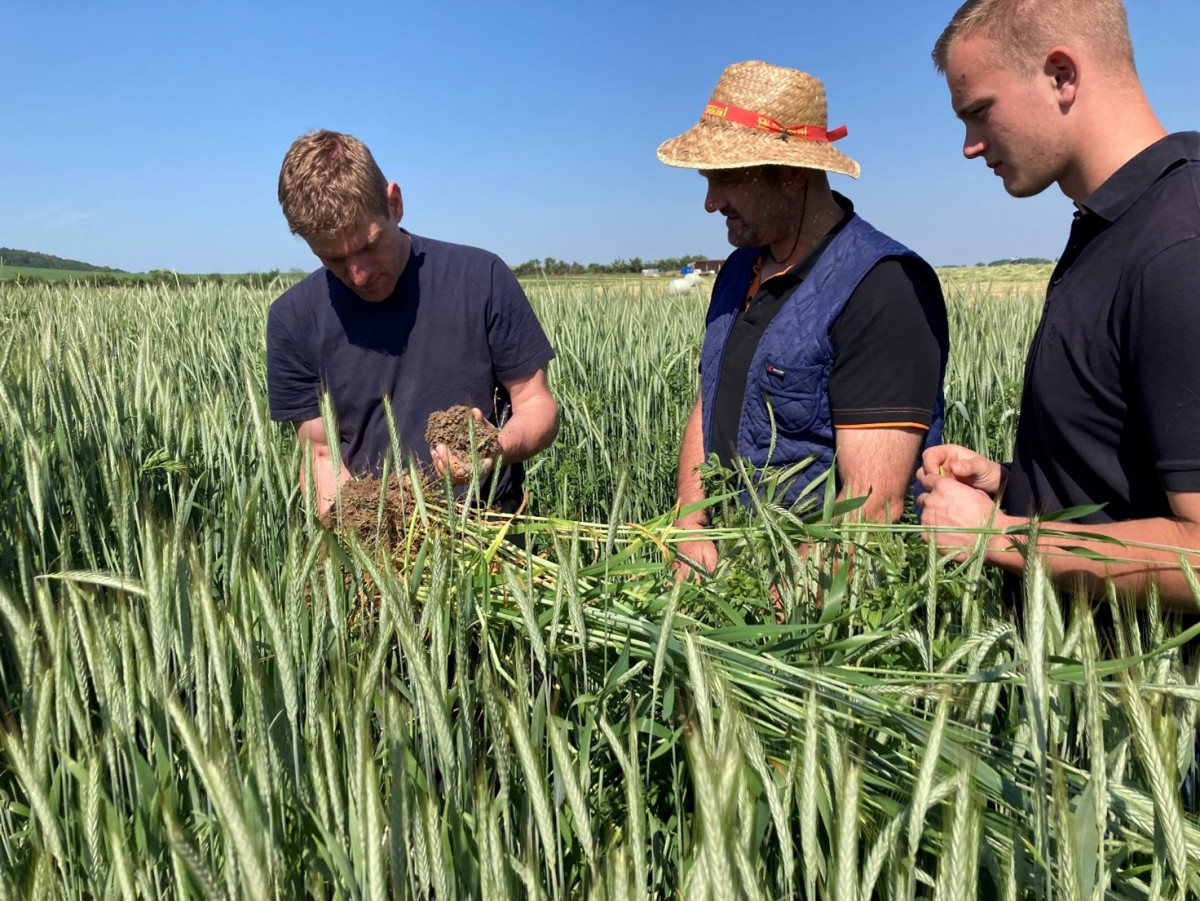 Foto: drei Landwirte stehen in einem Feld aus hüfthoher Triticale und Wicken