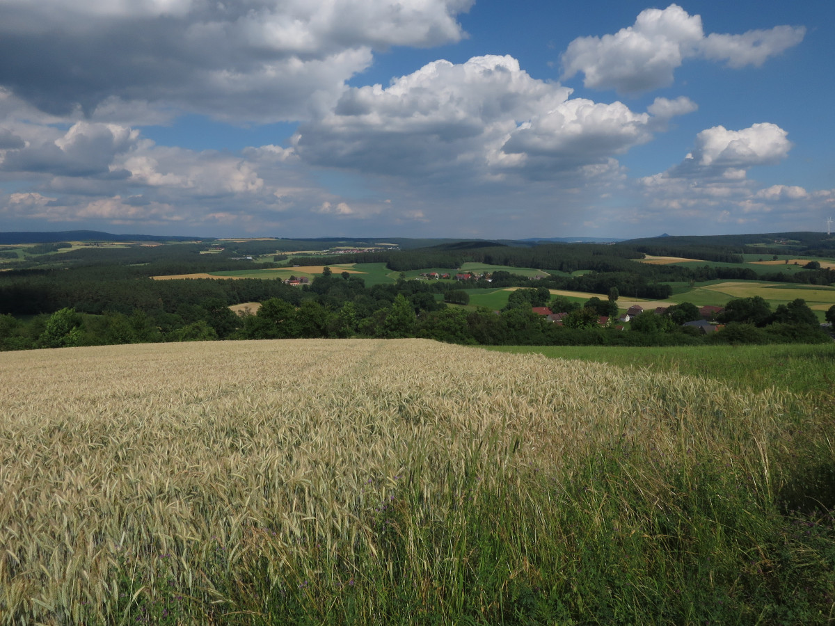 Blick über ein Getreidefeld hinweg auf die Flur bei Troschenreuth