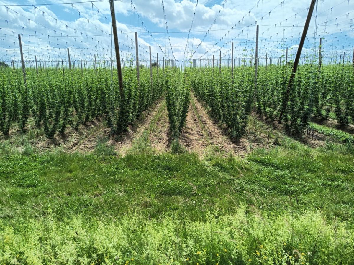 Hopfengarten, teilweise mit Zwischenfrucht