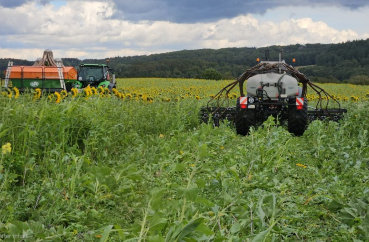 Zwei Trecker mit Anbaugeräten fahren in einem ca. schulterhohen, mastigen Gemenge mit Sonnenblumen