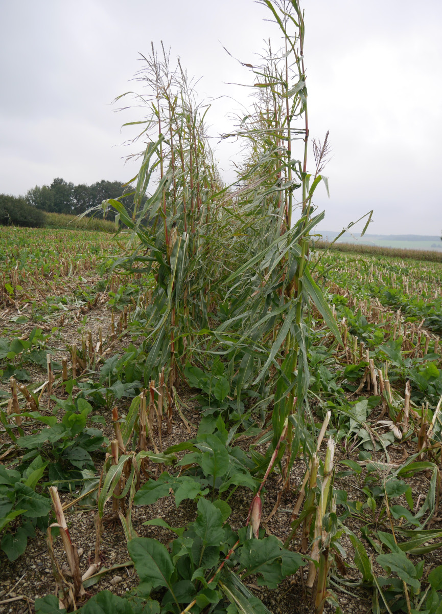 Die Durchwachsene Silphie nach der Ernte der Deckfrucht Silomais