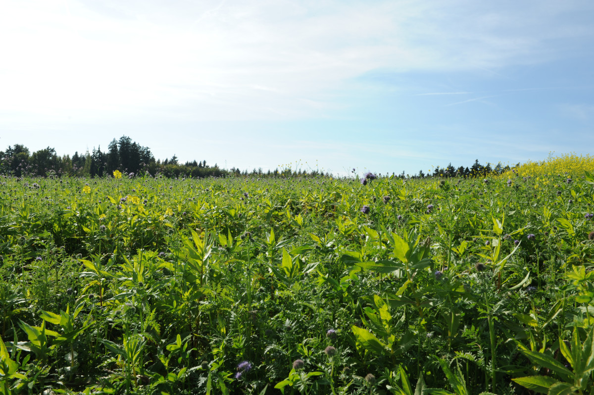 Feld mit Zwischenfrucht