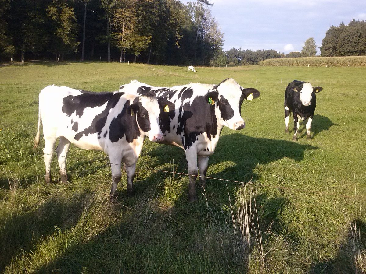 Rindviecher am Abtsdorfer See machen sich keine Gedanken, wie sie ihre Nährstoffausträge reduzieren. Landwirte schon! (Foto: E. Sternemann)