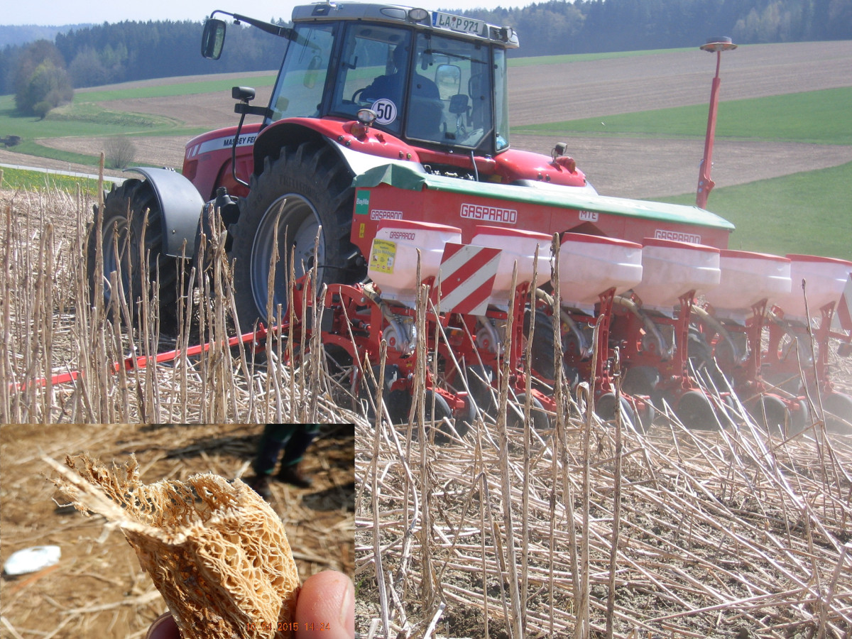Direktsaat in die abgestorbene Zwischenfrucht. Die abgestorbenen Pflanzenreste sorgen für einen gut durchlüfteten, lebendigen Boden