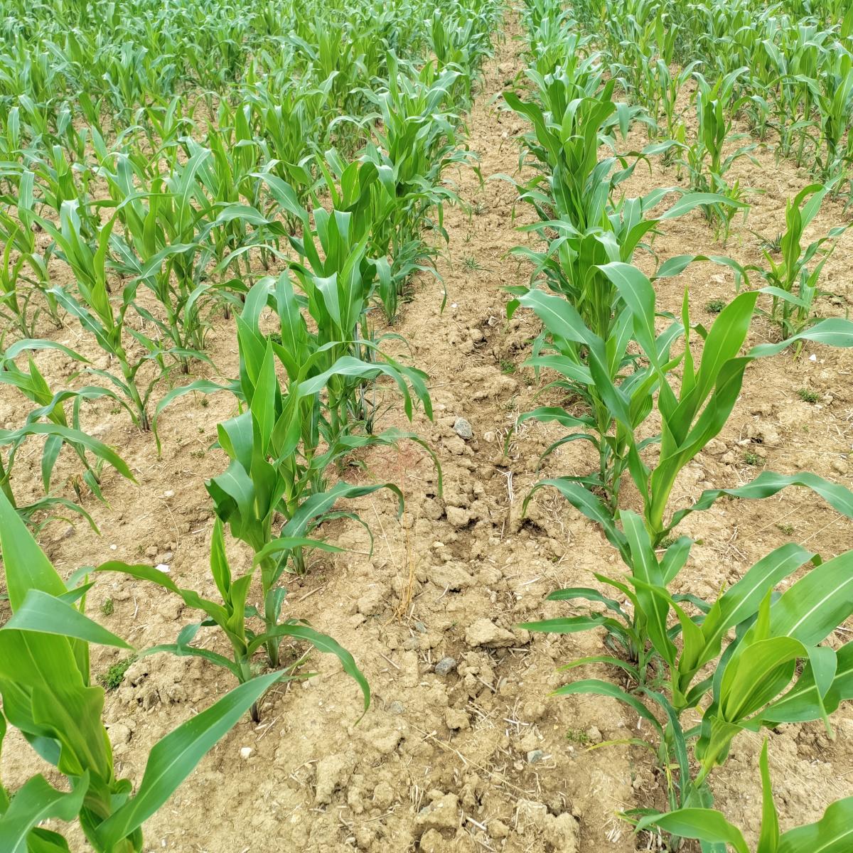 Foto: Großaufnahme eines Maisackers mit jungen Pflanzen, klutigem Boden und etwas Organik