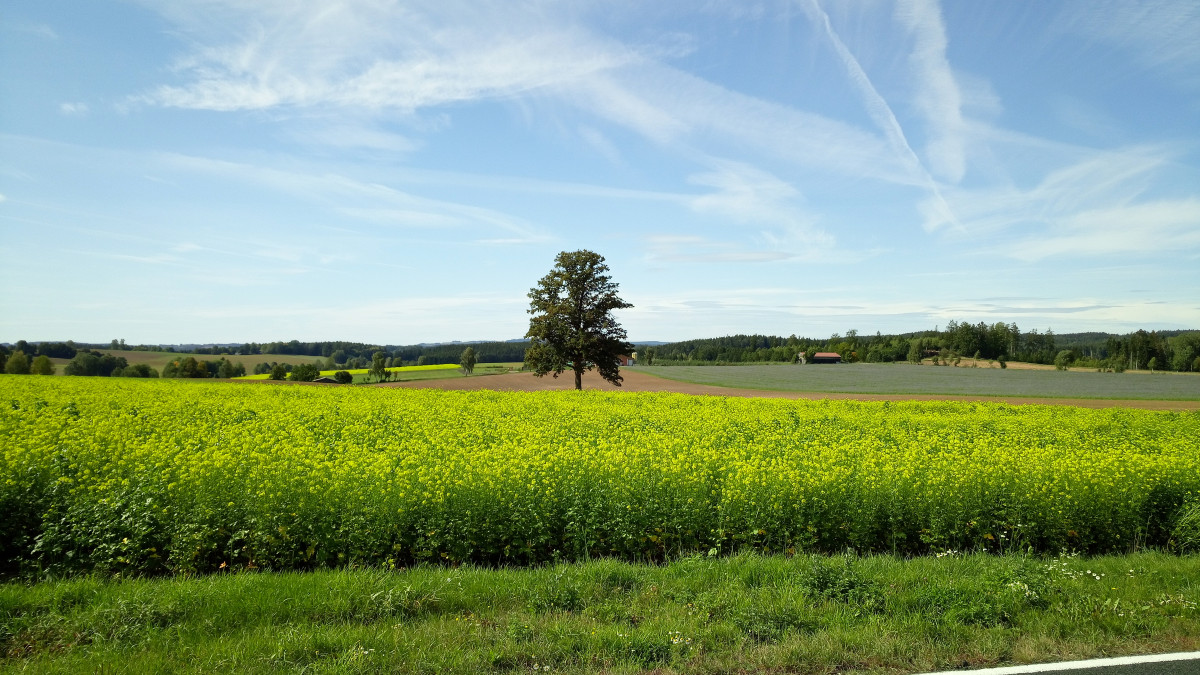 boden:ständig