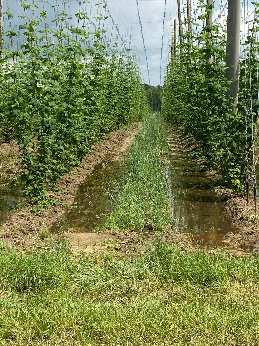 Roggen zwischen den Hopfenpflanzen