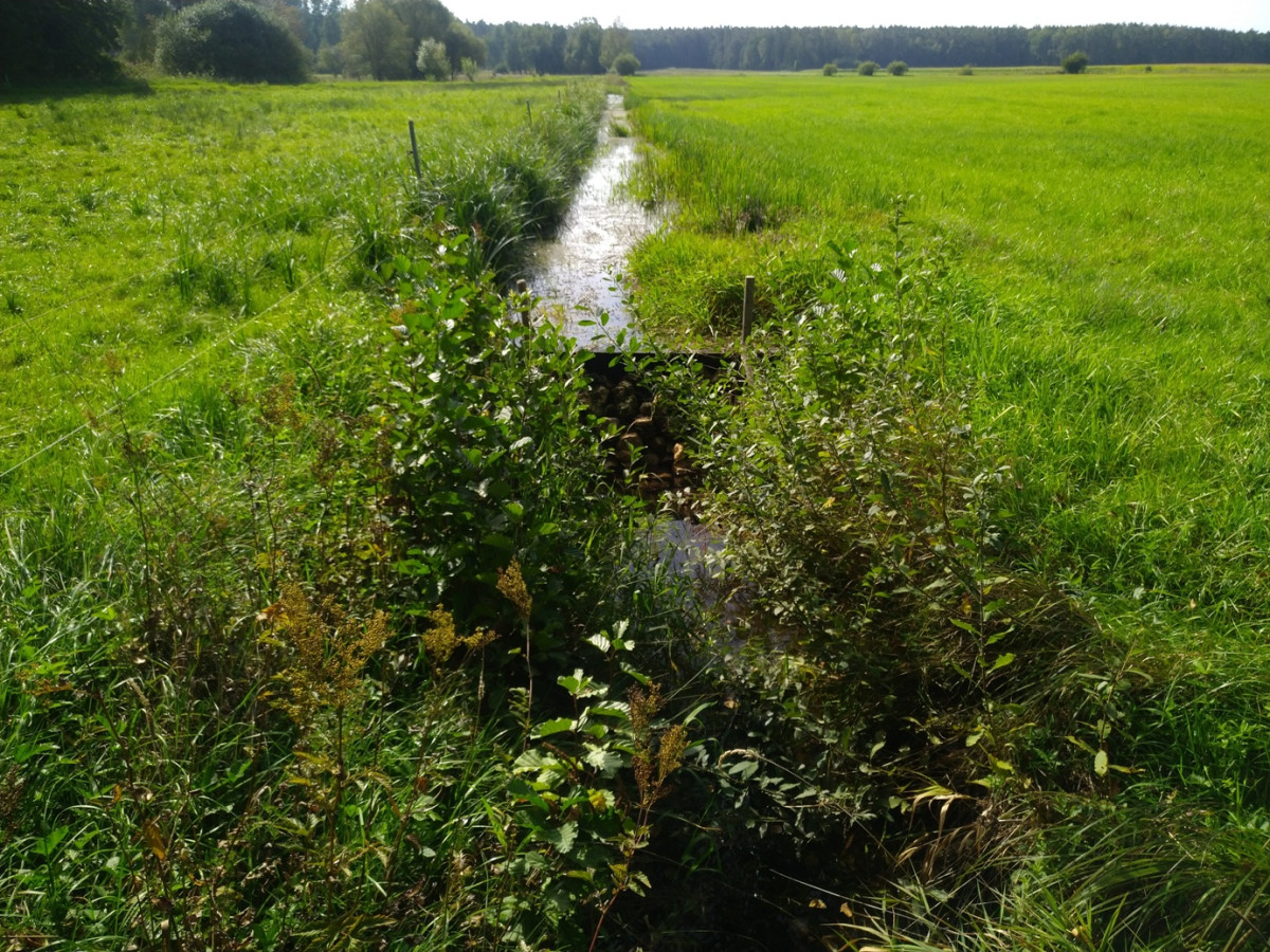 Anstau eines Ableitungsgrabens im Naturschutzgebiet