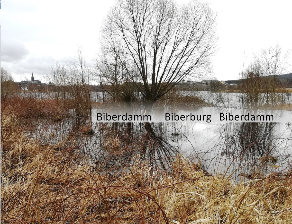 Biberdamm verursacht Rückstau in landwirtschaftliche Flächen