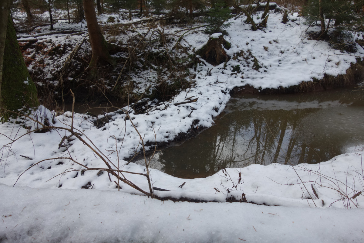 Am Höllbach hat der Biber Dämme angelegt, die als Sedimentfang dienen und den Wasserabfluss verlangsamen