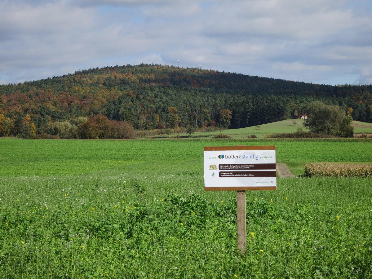 Mit Zwischenfrucht begrünte Ackerfläche mit Infotafel als Hinweis auf boden:ständig