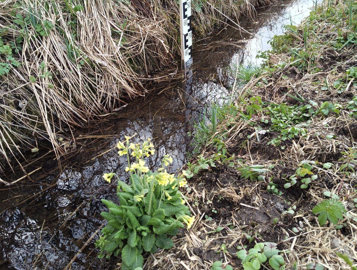 Saxirlgraben mit Schlüsselblume im Vordergrund und Pegellatte im Hintergrund