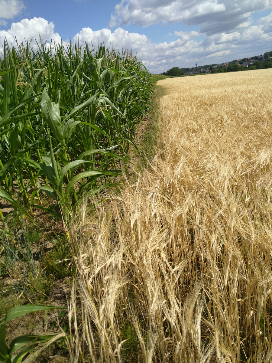 Etablierung von Kleegras als Untersaat unter Sommergerste