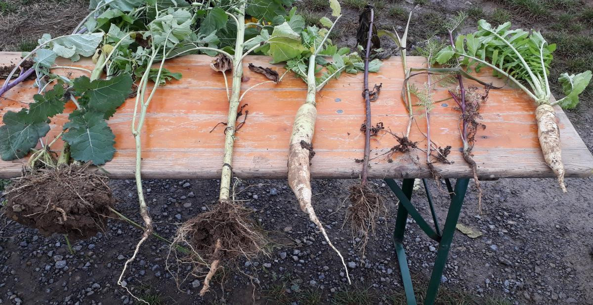 Ausgewählte Zwischenfruchtkomponenten und deren Wurzelwerke