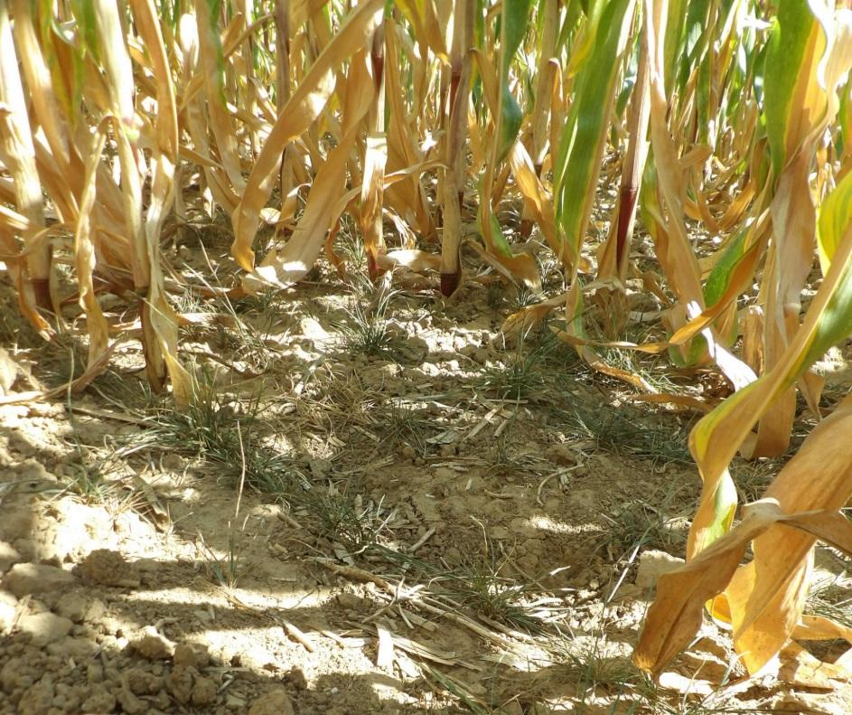 Braune Maisstengel auf trockenem Feld; dazwischen magere Reihen ebenfalls relativ trockenen Grases