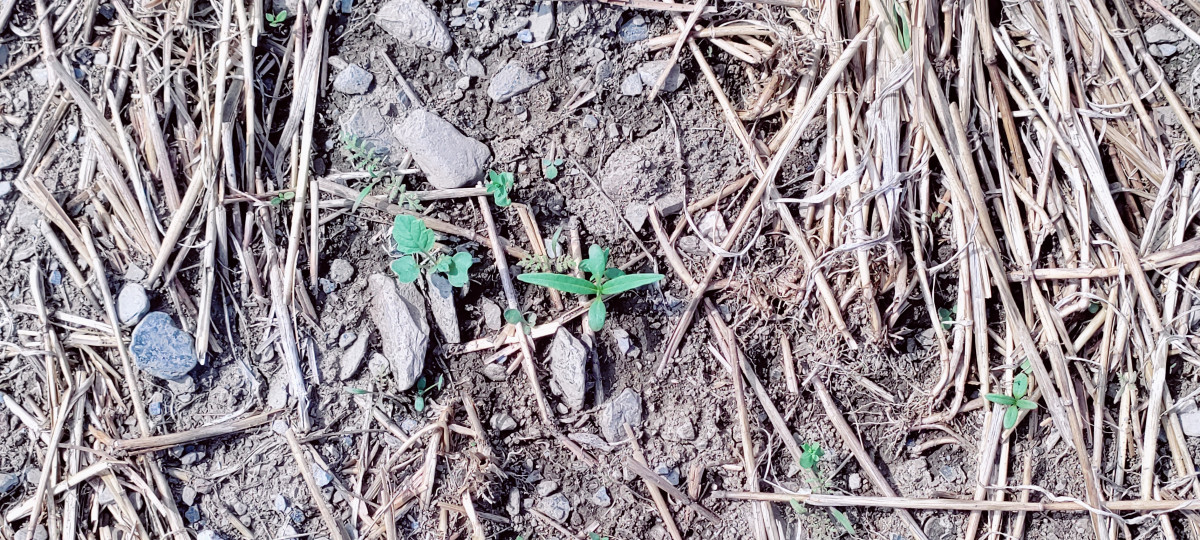 Foto: steiniger Boden mit Getreidestoppeln in der Mitte grüne, kleine Pflänzchen