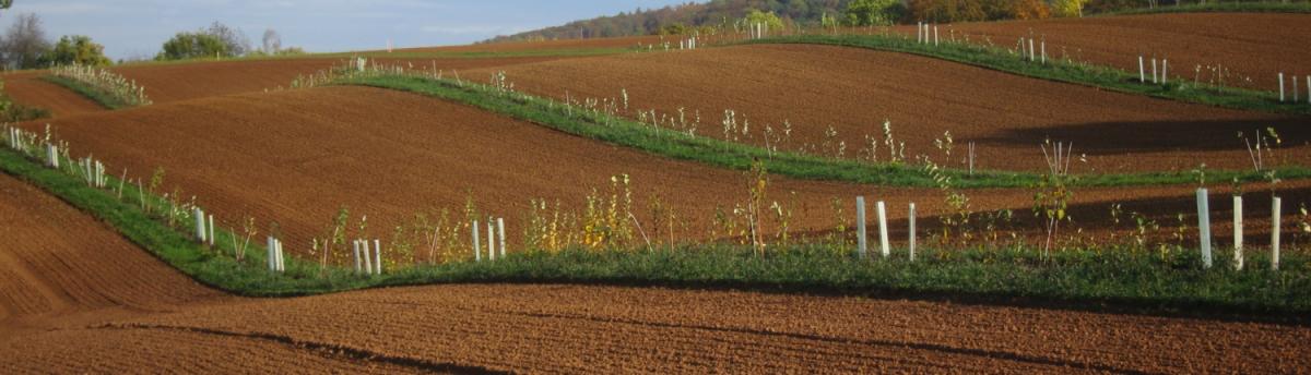 eine Agroforstanlage im keyline design