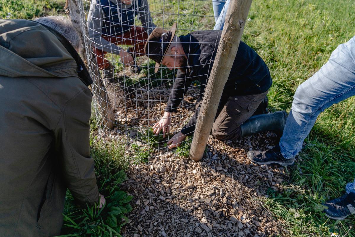 mehrere Menschen beugen sich über einen mit Draht geschützten Baumsetzling
