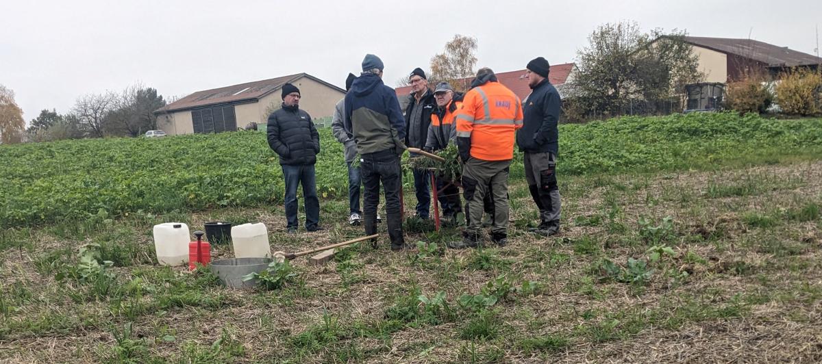 Zwischenfrucht-Feldtag in Dornheim am 07.11.2024