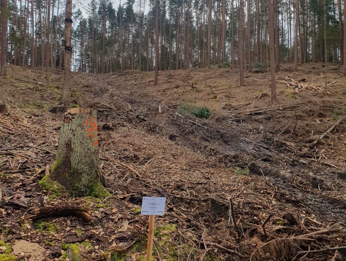 Ein Stubben und Totholz im Wald, davor ein Schild "Station 2 - Käfernest"