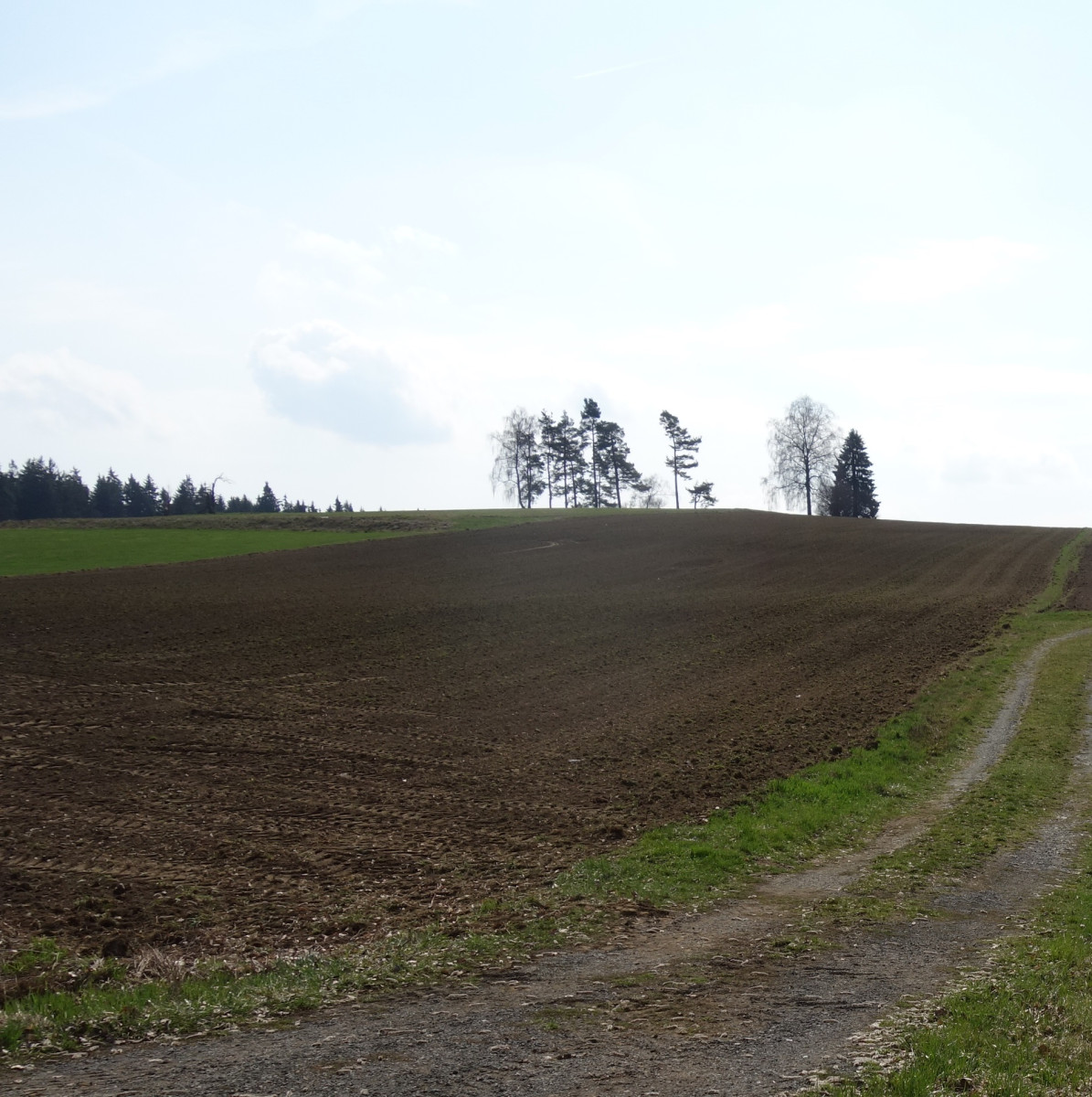 B28 vor der Umstellung von Acker in Grünland