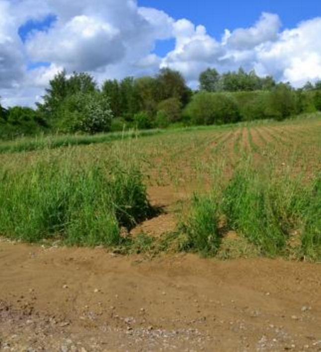 Ohne Grünstreifen "fließt" der Acker weg