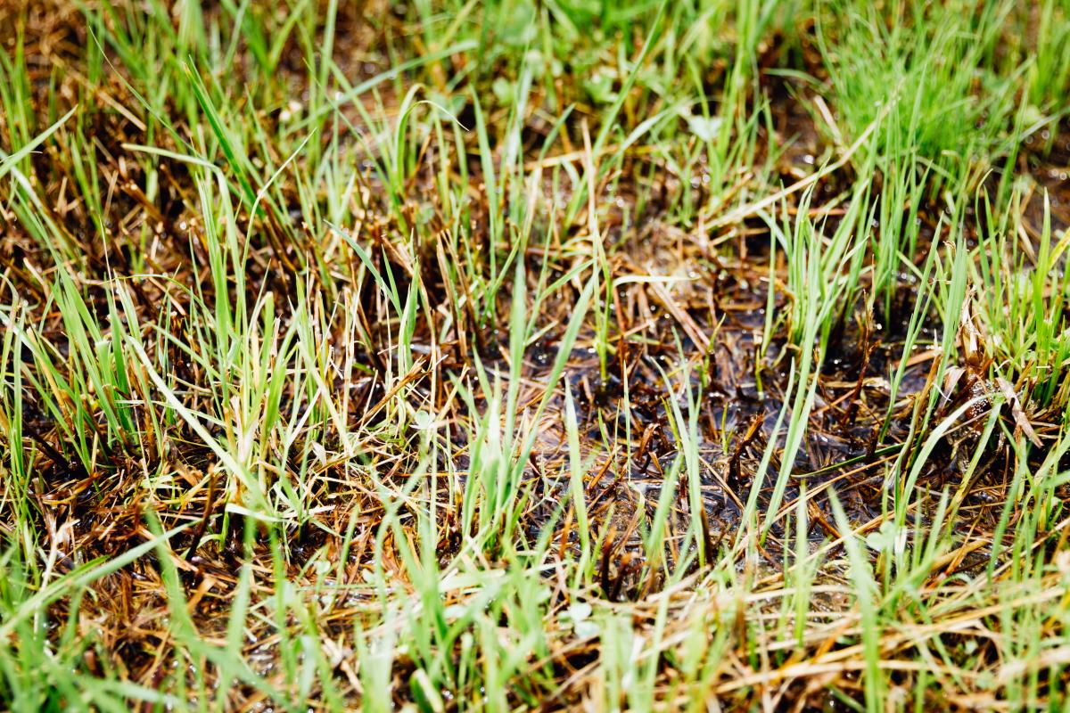 gemähtes Gras mit deutlich erkennbarem Wasserstand dazwischen