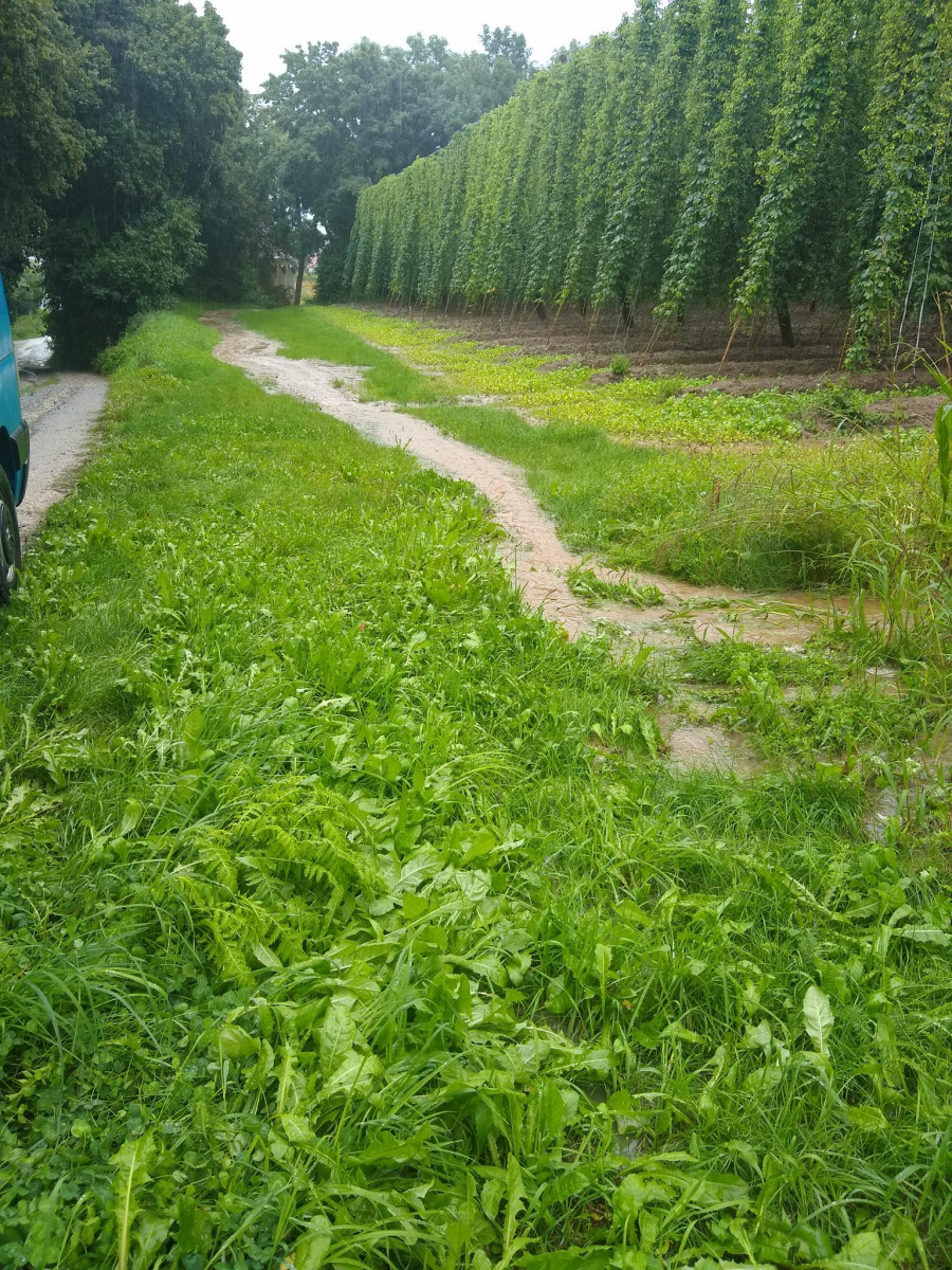 begrünte Ablaufmulde im Vorgewende eines Hopfengartens