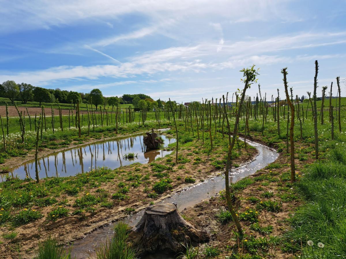 Weidensetzstangen mit grünen, beblätterten Ästchen