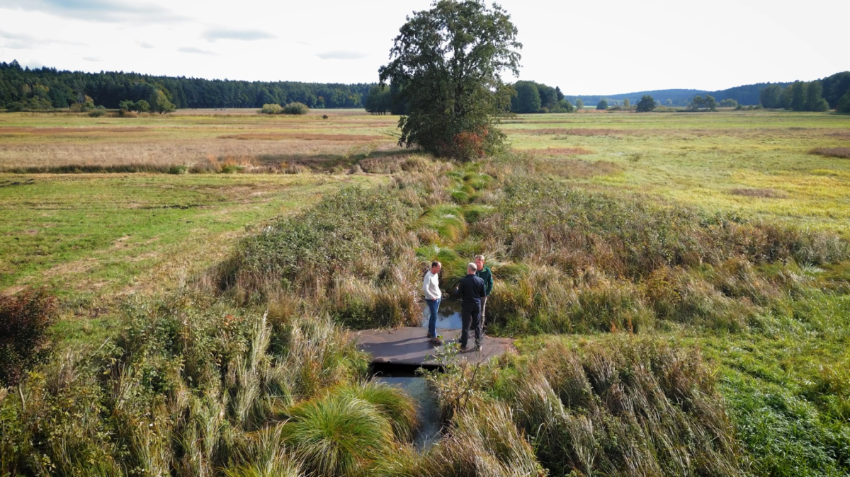Drohnenbild auf das Forstmoos und einen verkrauteten Graben, zentral ein Baum - und fast klein darin drei Personen