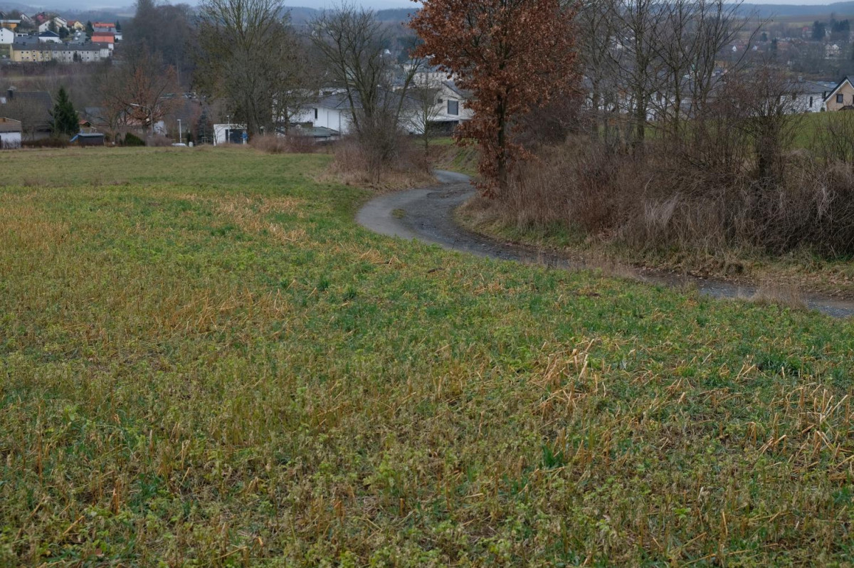 Grünland mit Weg im Hintergrund