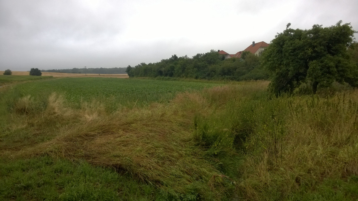 landwirtschaftlich genutzte Flächen mit grasbewachsenen Randstreifen und Hecken