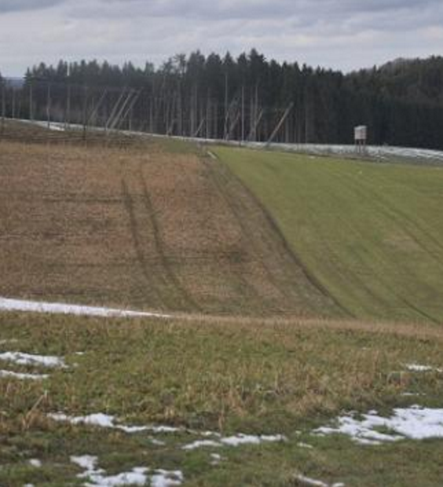 Mais (links) und Feldgras (rechts): unterschiedliche Kulturen verringern die Verletzlichkeit eines Einzugsgebiets